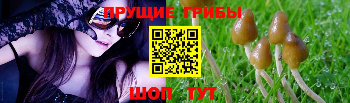 Псилоцибиновые грибы GOLDEN TEACHER  купить наркотик  Коммунар  Вход с VPN  Псилоцибиновые грибы мицелий 